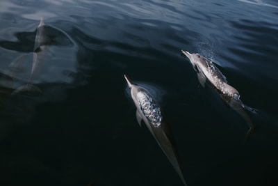 三只海豚在海里游泳